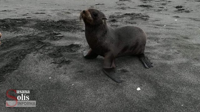 Susana Solis Informa Encuentran lobo marino en playas de Chiapas