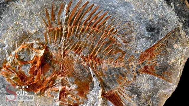 Susana Solis Informa HALLAN en Chiapas especie de pez que vivió hace 95 millones de años
