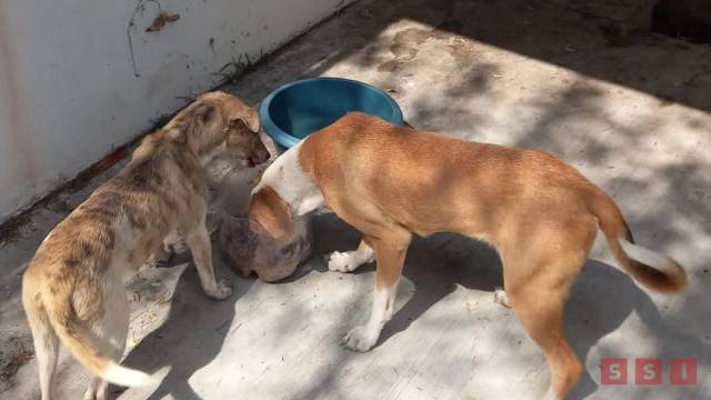 Susana Solis Informa Rescatan a caninos que tras cuarentena, los darán en adopción