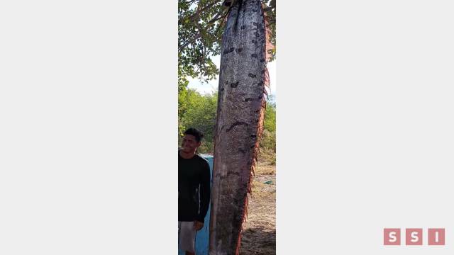 Susana Solis Informa CAPTURAN en Chiapas pez de cuatro metros