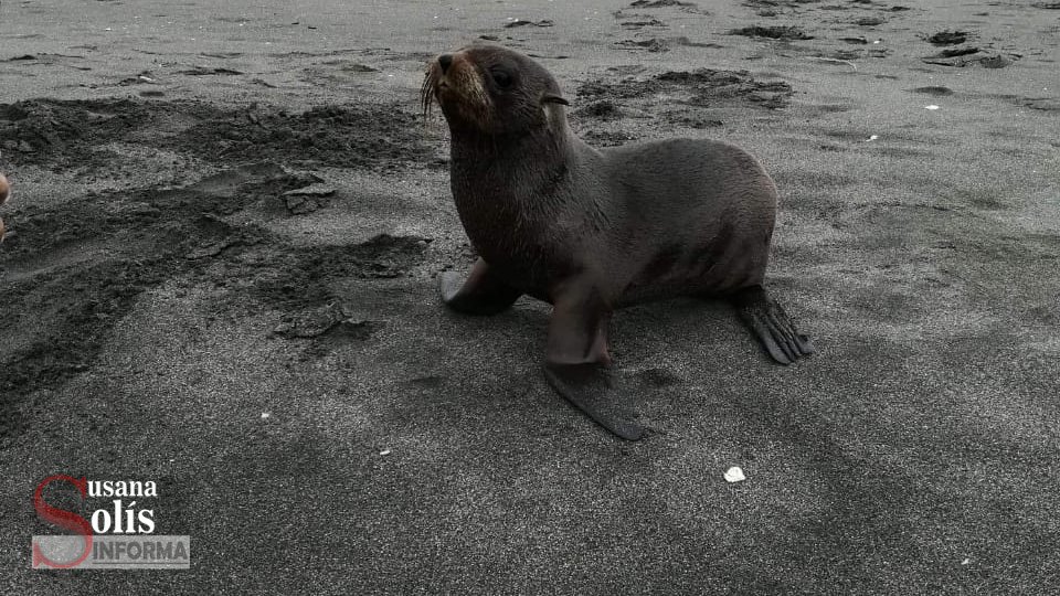 Encuentran lobo marino en playas de Chiapas Susana Solis Informa