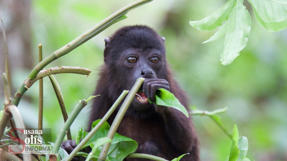 TRAFICANTES venden monos sarahuatos de Chiapas en 80 mil pesos - Susana Solis Informa