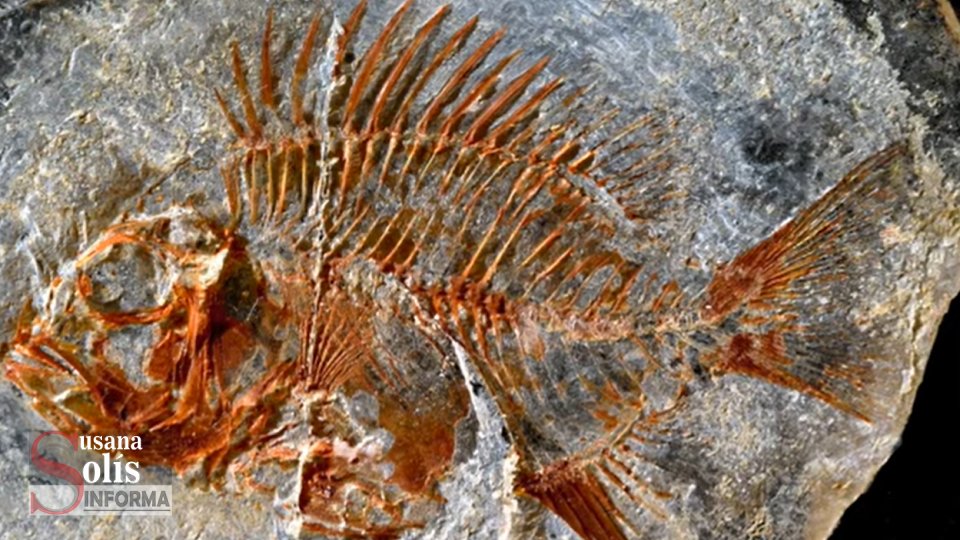 HALLAN en Chiapas especie de pez que vivió hace 95 millones de años - Susana Solis Informa
