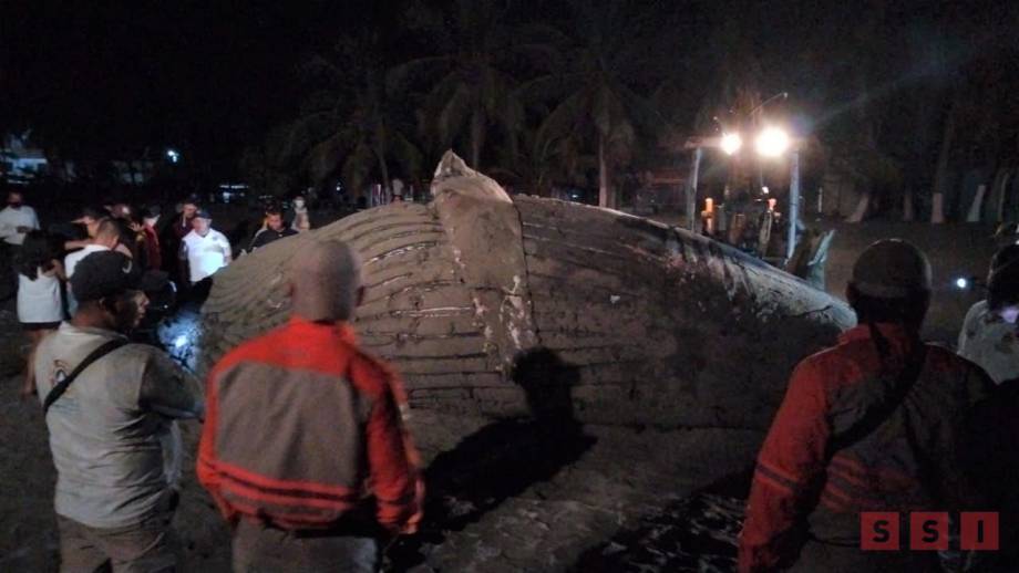 LOGRAN extraer a la ballena muerta en Puerto Arista Susana Solis Informa