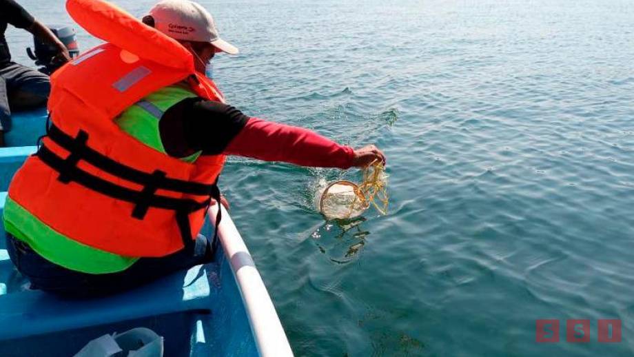 EXHORTAN a evitar consumo de moluscos bivalvos por marea roja - Susana Solis Informa