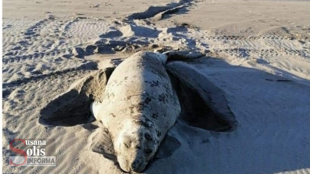 Susana Solis Informa AVISTAN otro elefante marino en Playas de Chiapas