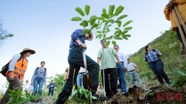 Susana Solis Informa Ayuntamiento de Tuxtla, CONANP y SEMAHN reforestan áreas del Parque nacional Cañón del Sumidero