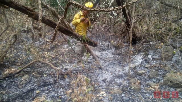 Susana Solis Informa CHIAPAS con más hectáreas quemadas por incendios en el país