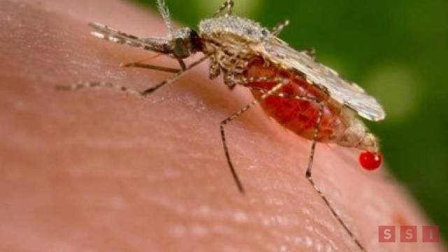 Susana Solis Informa CHIAPAS registra más de 40 casos de malaria