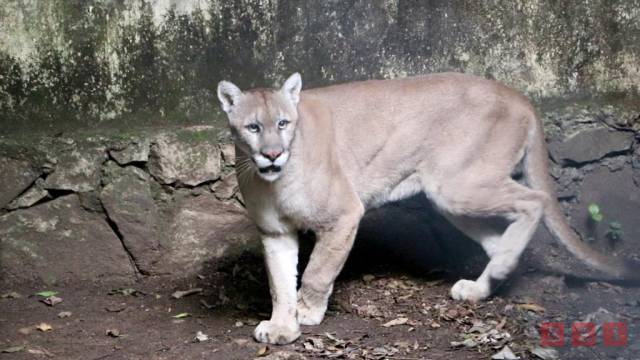 Susana Solis Informa LLEGAN a Chiapas un puma y dos coyotes del “Black Jaguar-White Tiger”