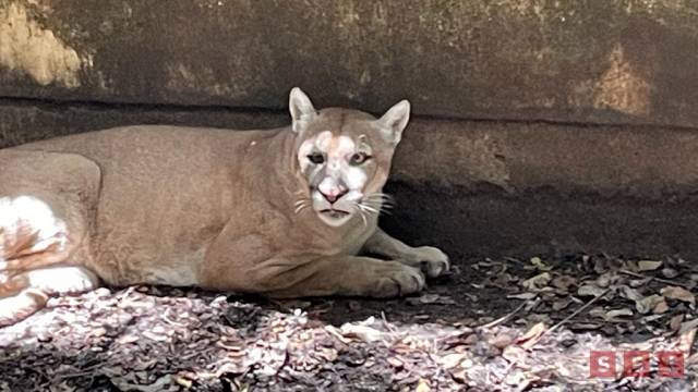 Susana Solis Informa Ejemplares que eran maltratados en “Black Jaguar-White Tiger” bajo estrés en Zoológico de Chiapas