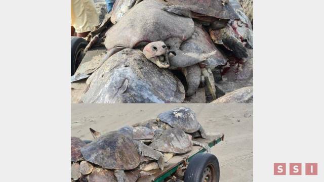 Susana Solis Informa MORTANDAD de tortugas marinas en Chiapas; temen extinción de la especie