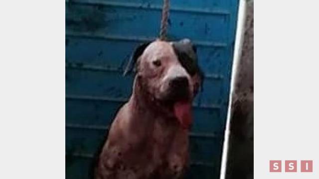 Susana Solis Informa No sacarificarán a Pitbull que mordió a una persona en Copoya