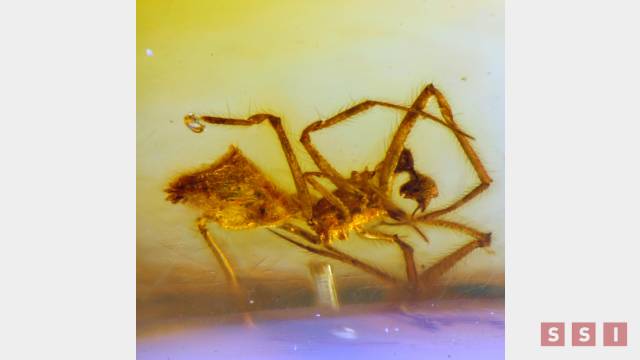 Susana Solis Informa Encuentran nueva especie de araña fósil en ámbar en Chiapas