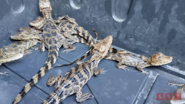 Susana Solis Informa Asegura FGR 12 cocodrilos; estaban a la venta en Villaflores