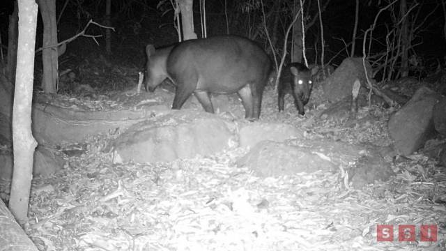 Susana Solis Informa Avistan tapir hembra y su cría en reserva “La Sepultura”