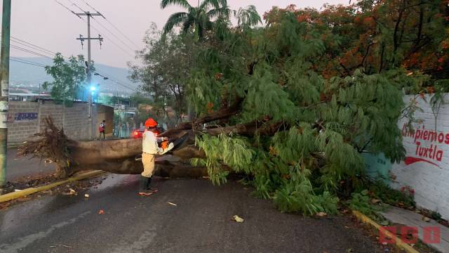 Susana Solis Informa FUERTE lluvia y vientos en Tuxtla deja árboles caídos