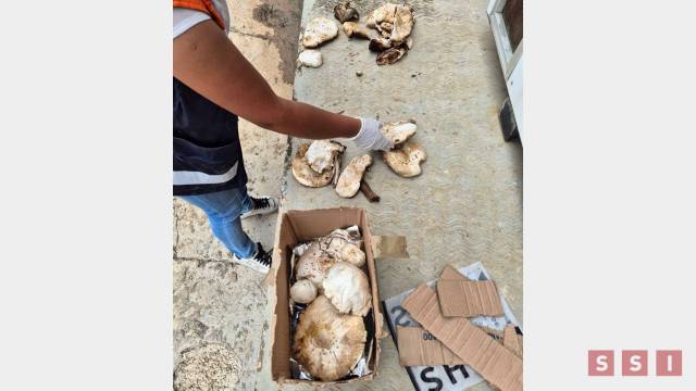 Susana Solis Informa MÁS DE 10 INTOXICADOS por hongos silvestres en Chiapas