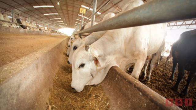 Susana Solis Informa En cuarentena ganado en Chiapas por posible brote de gusano barrenador