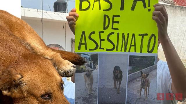 Susana Solis Informa ENVENENAN a más de 50 perros y gatos en los últimos meses en colonias de Tuxtla