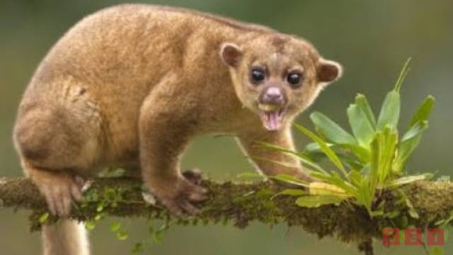 Susana Solis Informa Lamentan conservacionistas sacrificio de martucha, mamífero en peligro de extinción