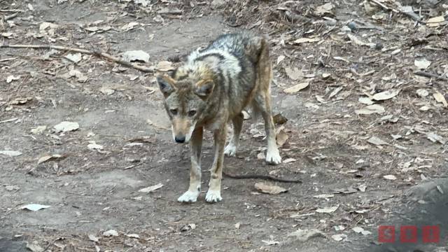 Susana Solis Informa Una semana y no logran capturar al “coyote bebé” que se escapó del ZOOMAT