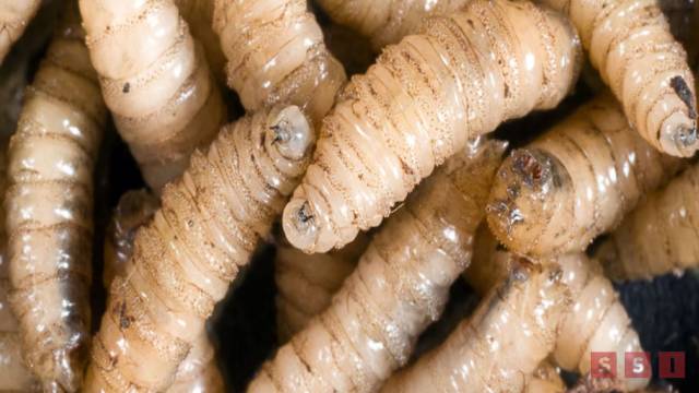 Susana Solis Informa Más casos de gusano barrenador en Chiapas