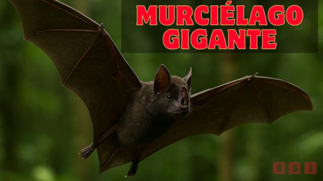 Susana Solis Informa Registran en la selva de Chiapas nueva especie de murciélago gigante