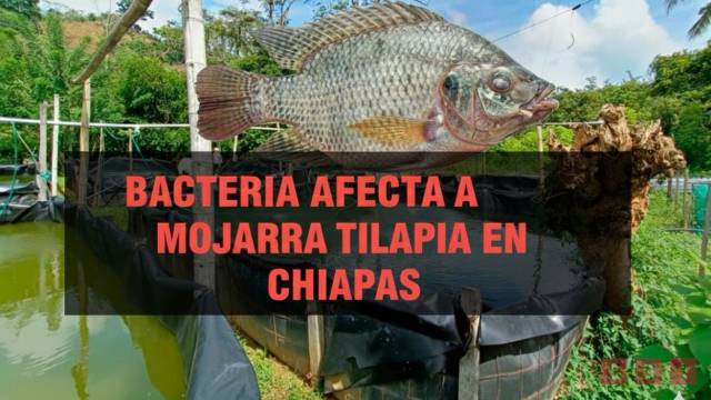Susana Solis Informa Investigan bacteria que afecta a la mojarra tilapia; advierten posible riesgo a la salud humana