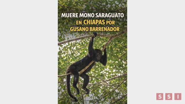 Susana Solis Informa Confirman primer deceso de mono saraguato por gusano barrenador en Chiapas