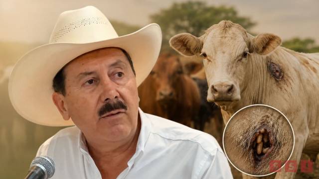 Susana Solis Informa Plaga del gusano barrenador afecta precios y exportación de ganado chiapaneco