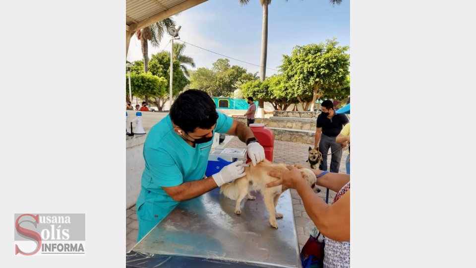 Con acciones preventivas de vacunación y desparasitación en mascotas se abona al bienestar animal - Susana Solis Informa