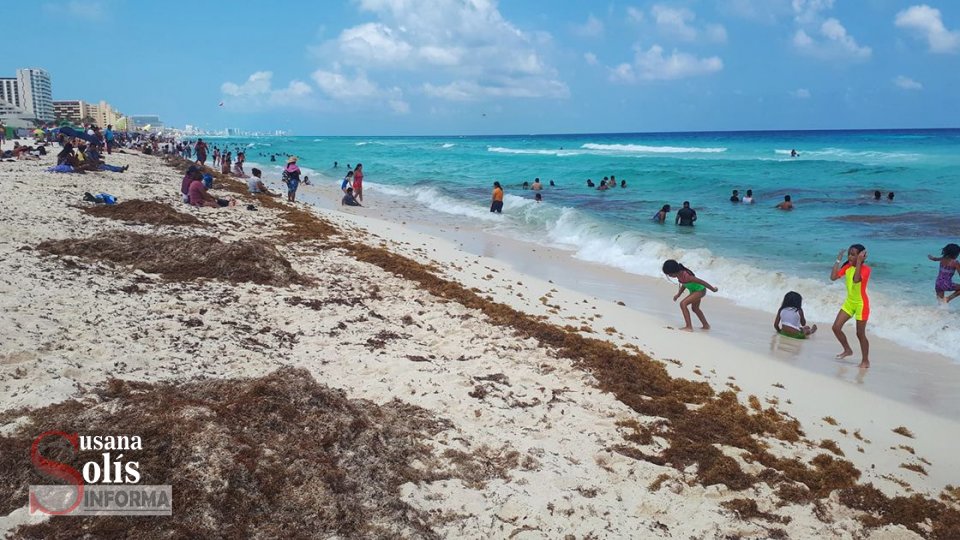VIENE de nuevo el sargazo a las playas de Quintana Roo - Susana Solis Informa