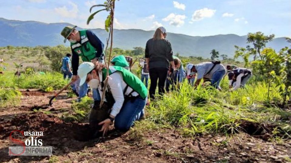 Ayuntamiento de Tuxtla continúa reforestando zonas afectadas del Parque Nacional Cañón del Sumidero - Susana Solis Informa