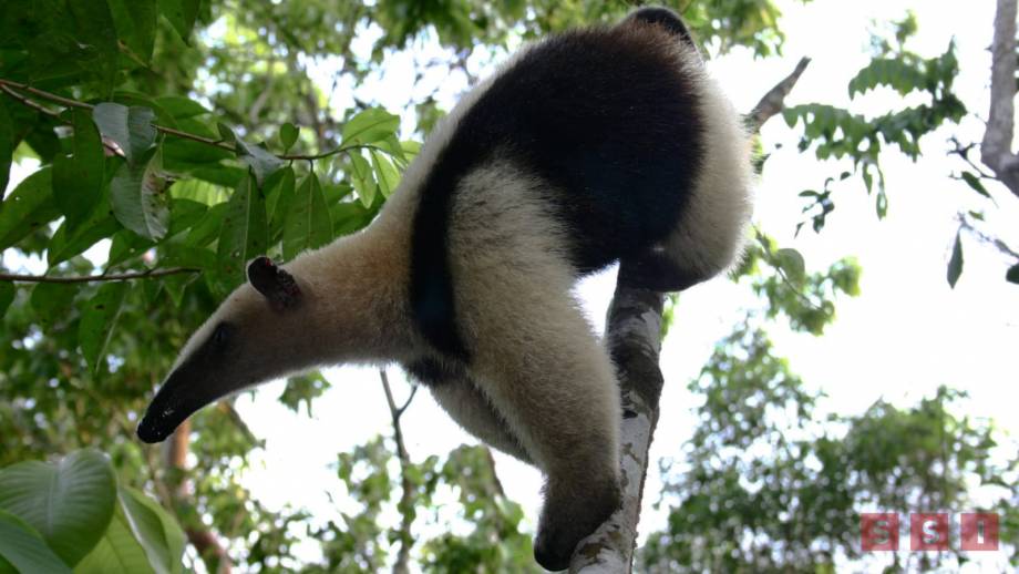 LIBERAN a oso hormiguero en Zona Ecológica de Pichucalco - Susana Solis Informa