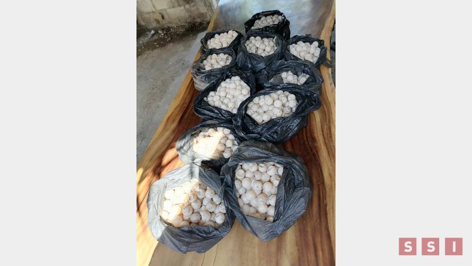 ASEGURAN miles de huevos de tortuga marina en Chiapas Susana Solis Informa