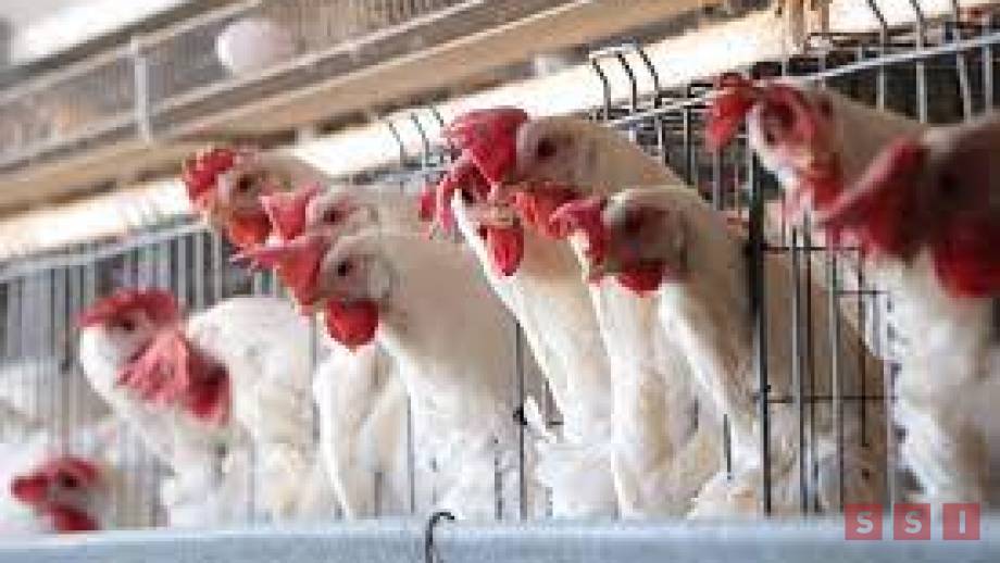 Susana Solis Informa Detectan brote de influenza aviar en granja de Chiapas