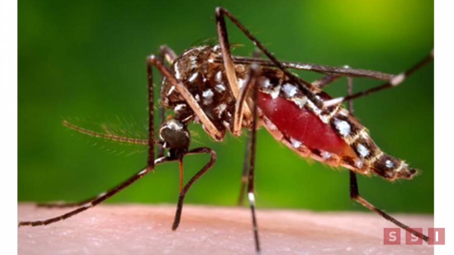 Más de 800 casos de dengue reporta Salud Federal en Chiapas; hay un deceso - Susana Solis Informa