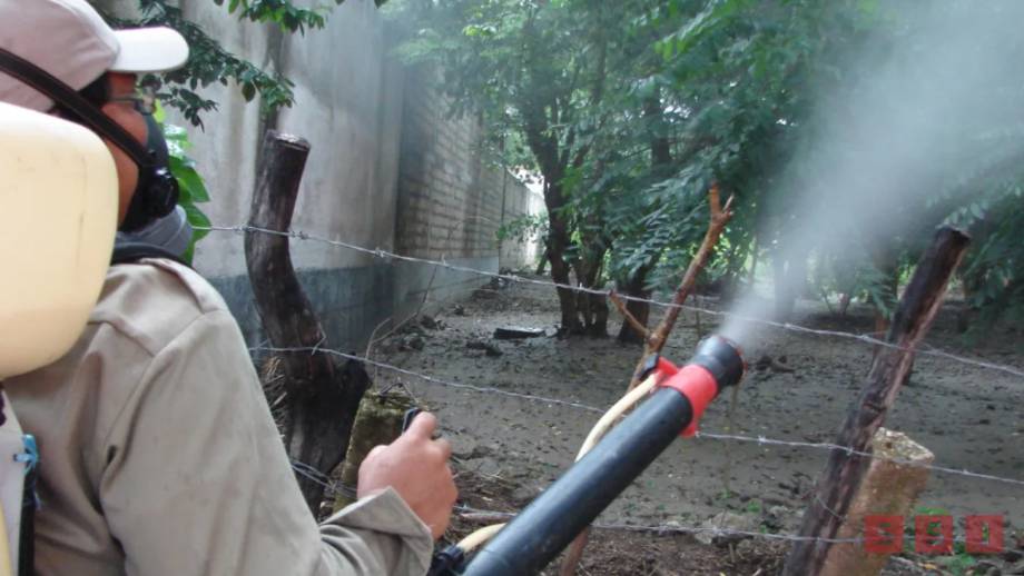 Fumigarán por alta presencia de “chaquistes” - Susana Solis Informa