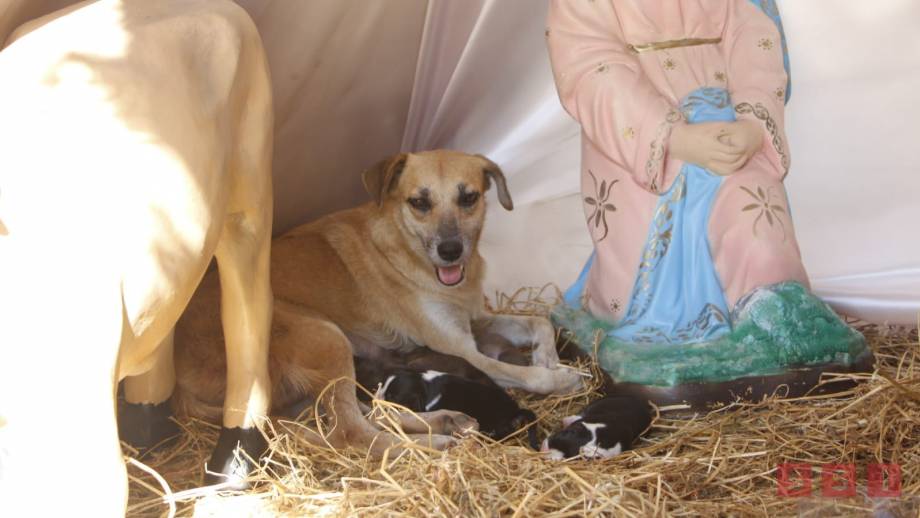 Perrita que tuvo cachorros en nacimiento, será trasladada a un hogar - Susana Solis Informa