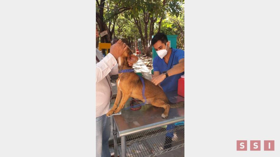 Anuncia Ayuntamiento de Tuxtla días y sedes para la campaña de vacunación antirrábica - Susana Solis Informa