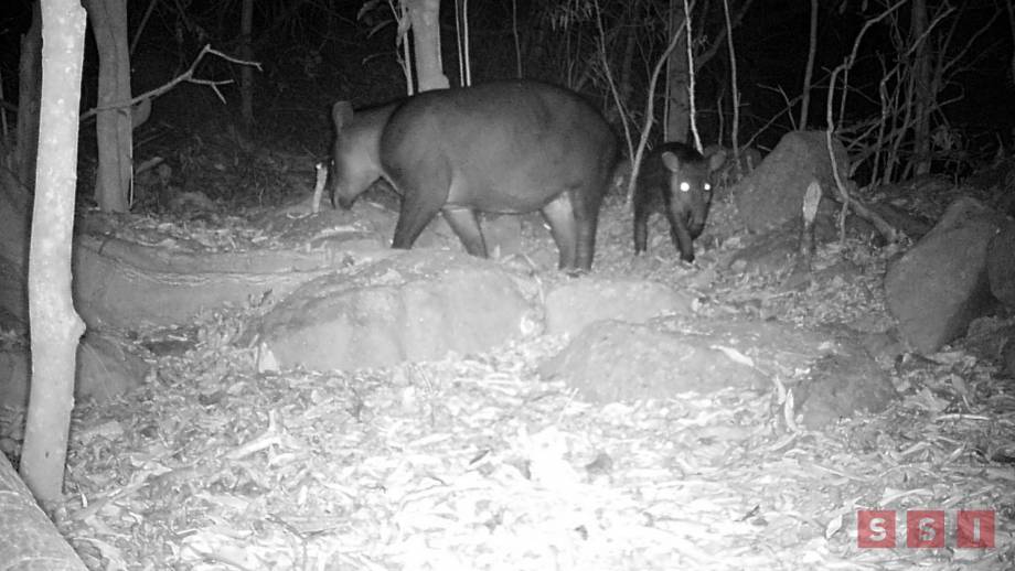 Avistan tapir hembra y su cría en reserva “La Sepultura” - Susana Solis Informa