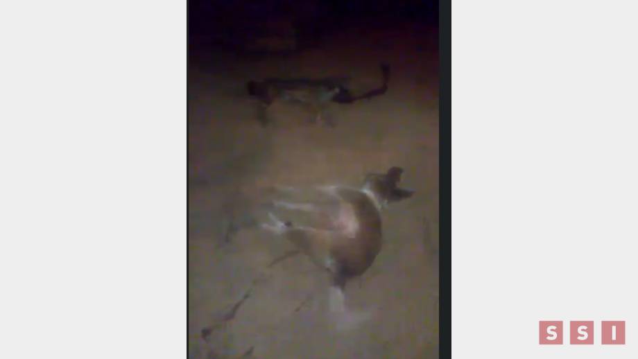 Matan con palos a perros en comunidad indígena de Chiapas - Susana Solis Informa