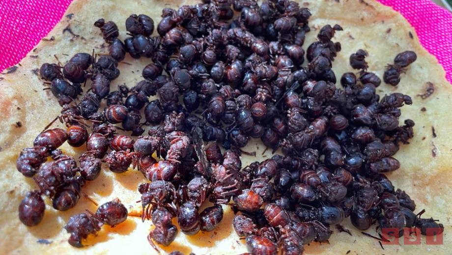 Por las nubes el precio del nucú; el retraso de las lluvias provocó la falta de este alimento exótico - Susana Solis Informa