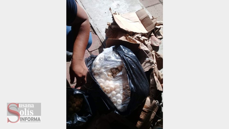 DECOMISAN cerca de 3 mil huevos de tortuga - Susana Solis Informa