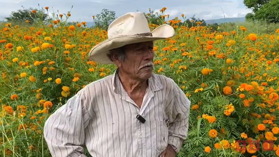 BAJA producción de cempasúchil por sequía - Susana Solis Informa