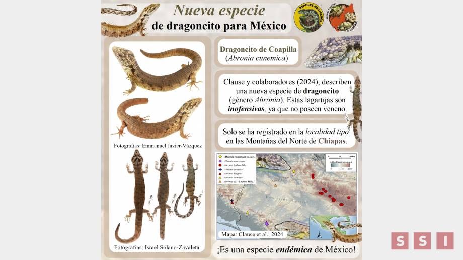 DESCUBREN nueva especie de lagartija en México y está en Chiapas Susana Solis Informa