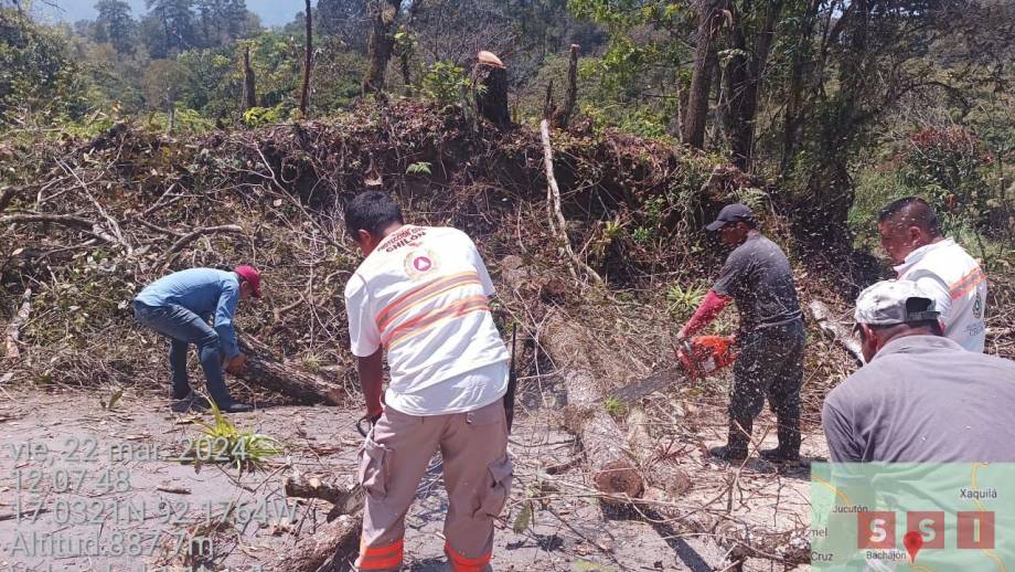 POBLADORES derriban árbol y cae sobre un vehículo en tránsito - Susana Solis Informa