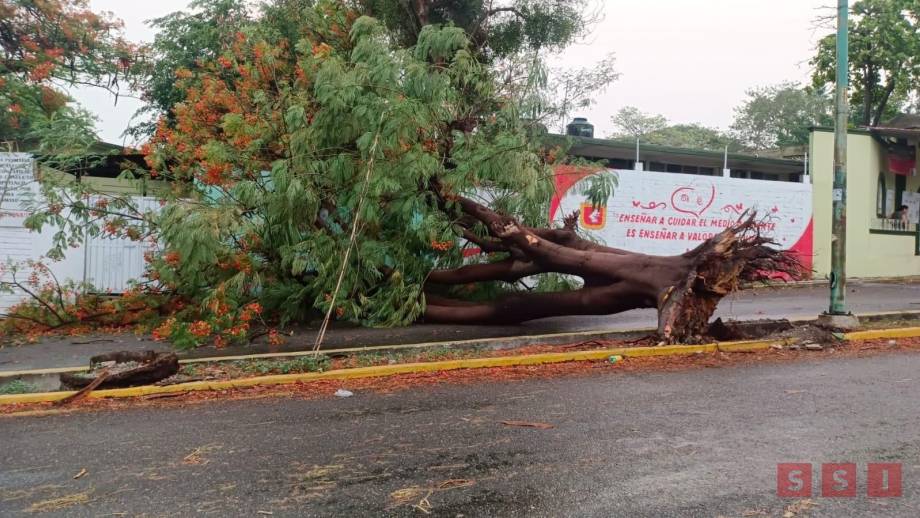 Se registra saldo blanco a pesar de la caída de múltiples árboles derivado de la fuerte lluvia en Tuxtla Gutiérrez - Susana Solis Informa