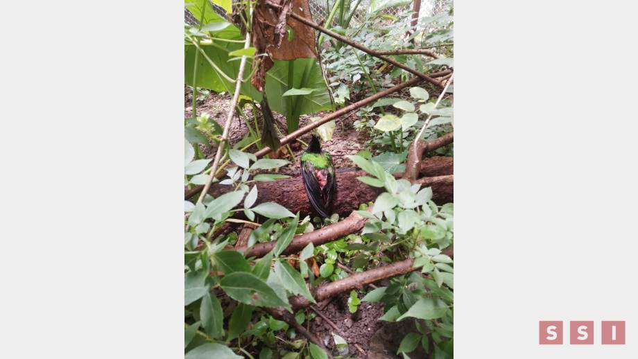 MUERE quetzal en Zoológico de Chiapas - Susana Solis Informa